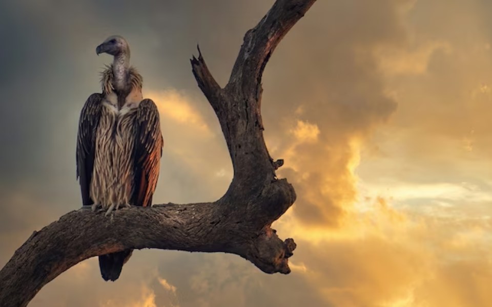Vulture population collapsing in India has resulted in thousands of human deaths, Study reveals