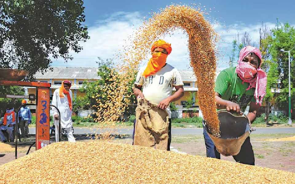 Centre further tightens wheat stock limit for wholesalers, retailers & processors