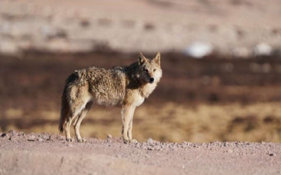 Child abducted, mutilated by 'wolves' in UP's Bahraich