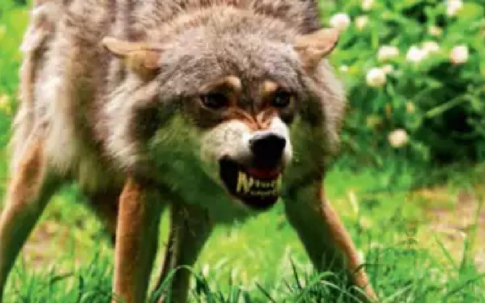 Vengeance likely reason behind wolf attacks in UP's Bahraich, say officials