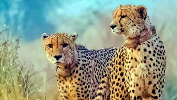 Kenyan delegation visits MP to review preparations for cheetah reintroduction