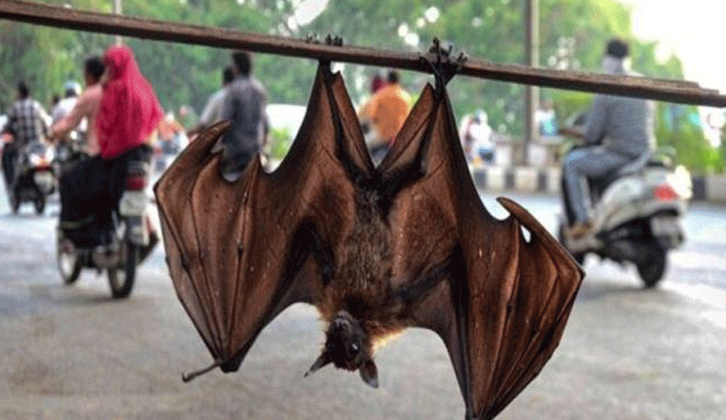 Bat coronavirus found in two Indian bat species: study