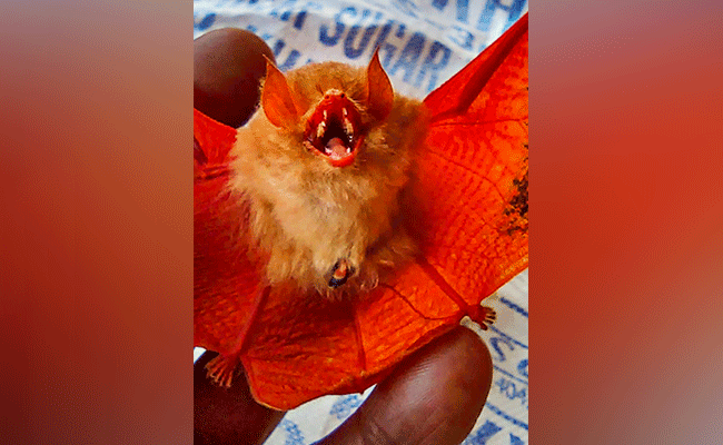 Chhattisgarh: Rare orange colour bat spotted in Kanger Valley National Park