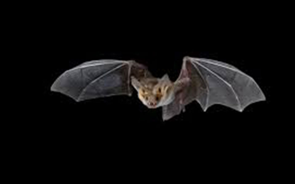 Tests rule out bats as source of Nipah virus