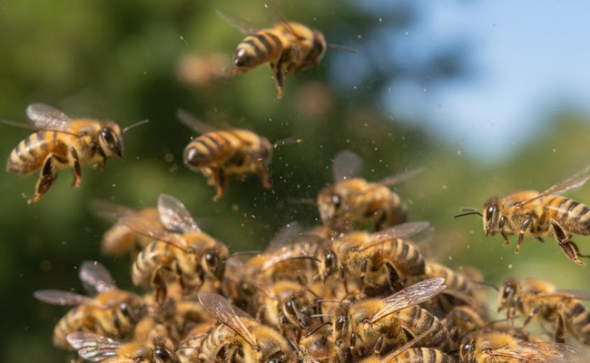 Elderly man dies, nine injured in bee attack in Odisha
