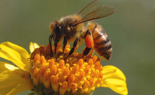 Brothers aged 4 and 6 die in attack by bees, grandmother injured