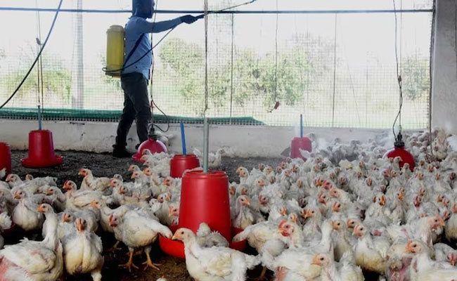 Bird flu outbreak reported in Kerala's Alappuzha