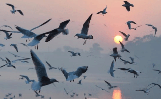 226 species of birds found during survey in Maha's Pench Tiger Reserve
