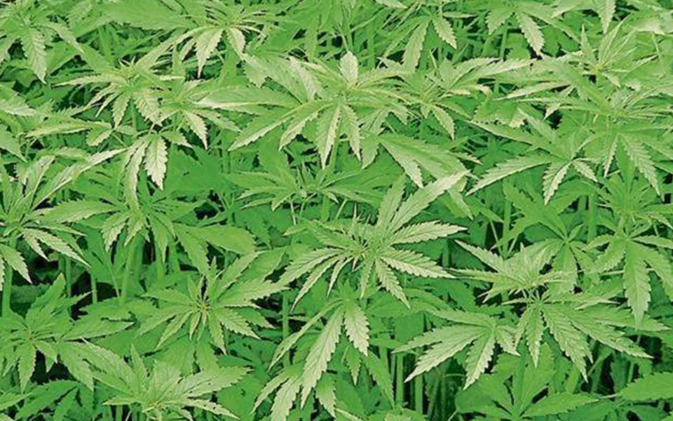 Himachal sees drive against cannabis, opium cultivation