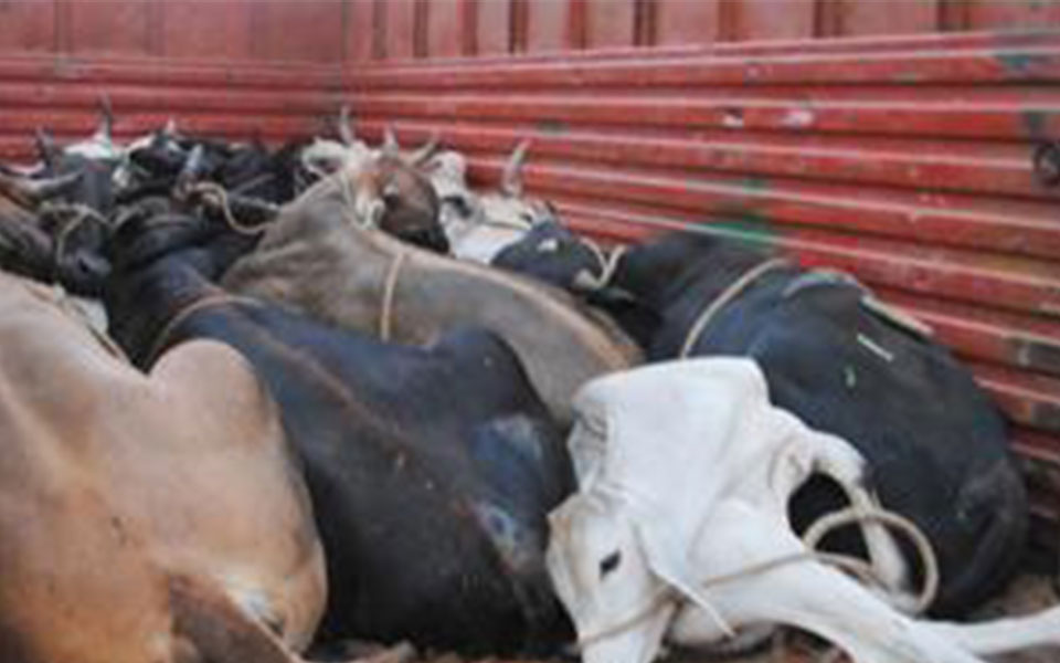 Mob torches truck carrying cattle to Kashmir