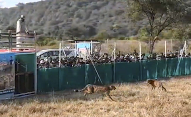 Cheetah cub released in wild at Kuno National Park dies