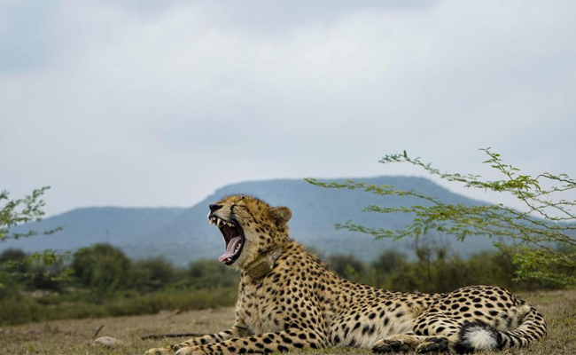 8 cheetahs from Africa to arrive at MP's Kuno National Park on Saturday