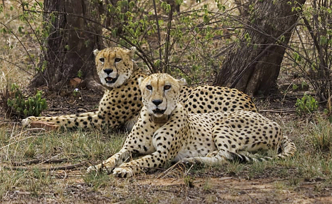 Three new cubs born to Cheetah Gamini in MP's Kuno Park; India's count rises to 38