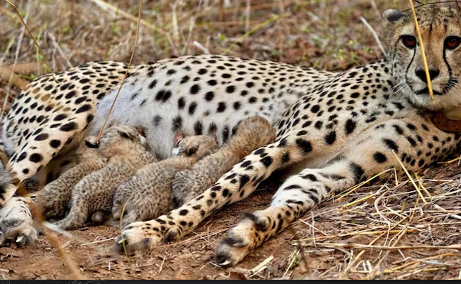 India's cheetah population crosses 50 after five cubs born at Kuno National Park