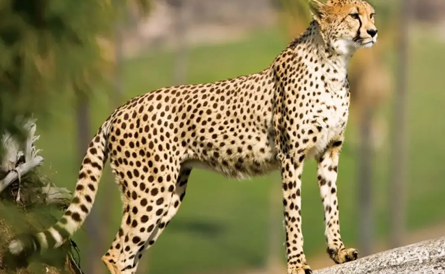 Nine cheetahs from Botswana arrive at MP's Kuno National Park