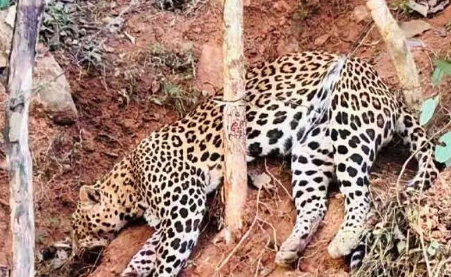 Cheetah cub dies after being hit by unidentified vehicle in Gwalior