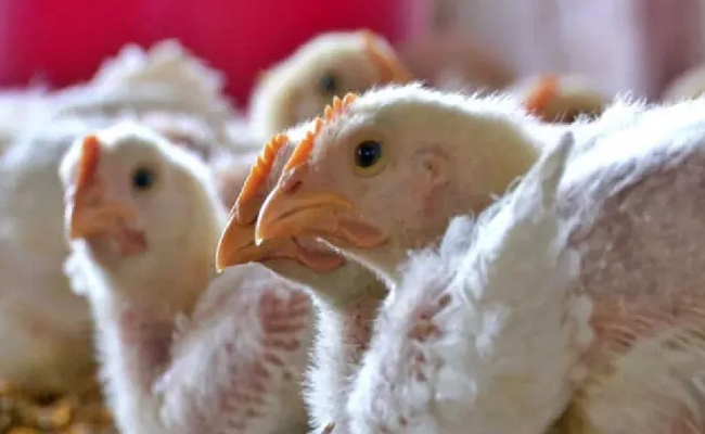 Central laboratory confirms avian flu outbreak in parts of Alappuzha, Kottayam districts