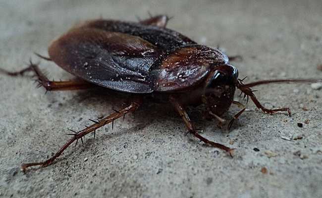 Air India passenger finds cockroach in food served on Delhi-New York flight