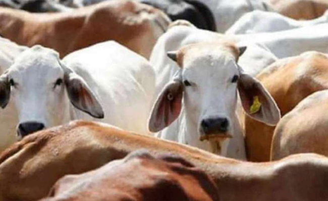 Nagaland govt denies permission to hold 'Gau Mahasabha'