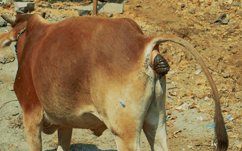 6-year-old force-fed cow dung in Nepal