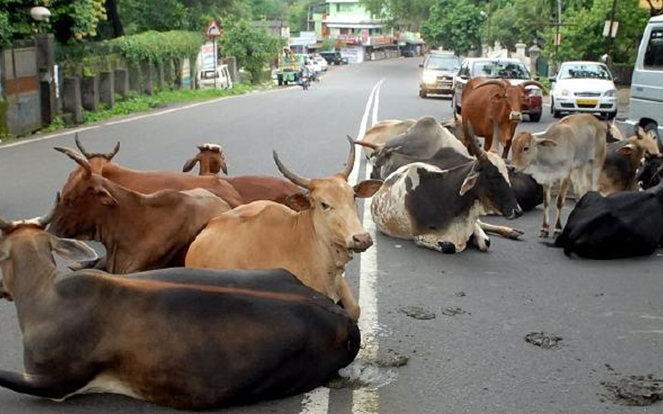 5 stray cows die of cold in Uttar Pradesh