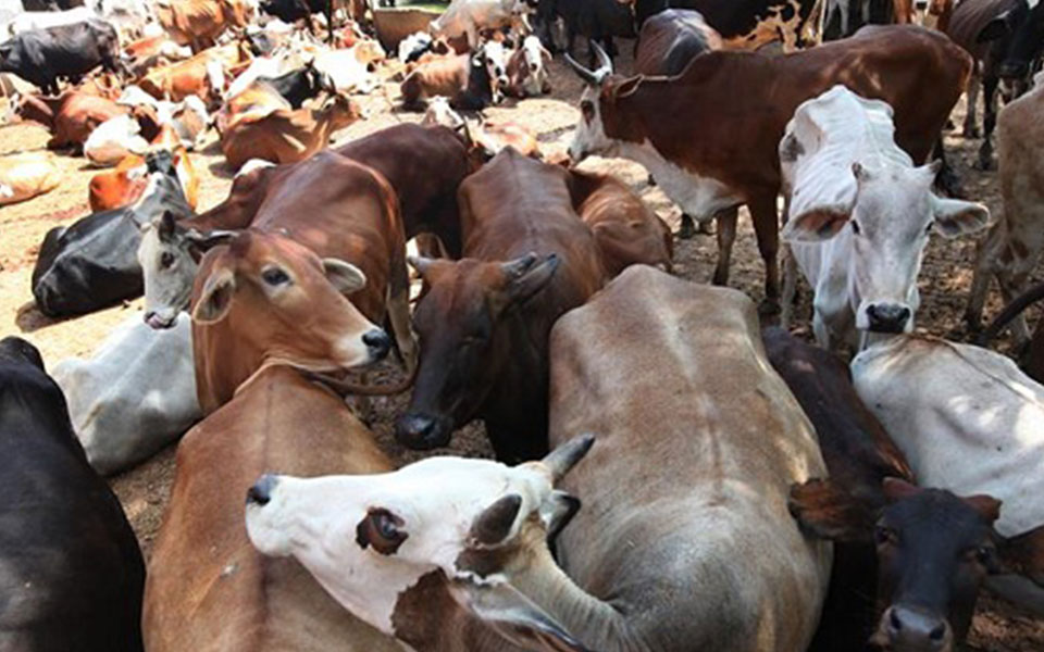 Three cow smugglers held in Haryana after gunfight, 2 policemen injured