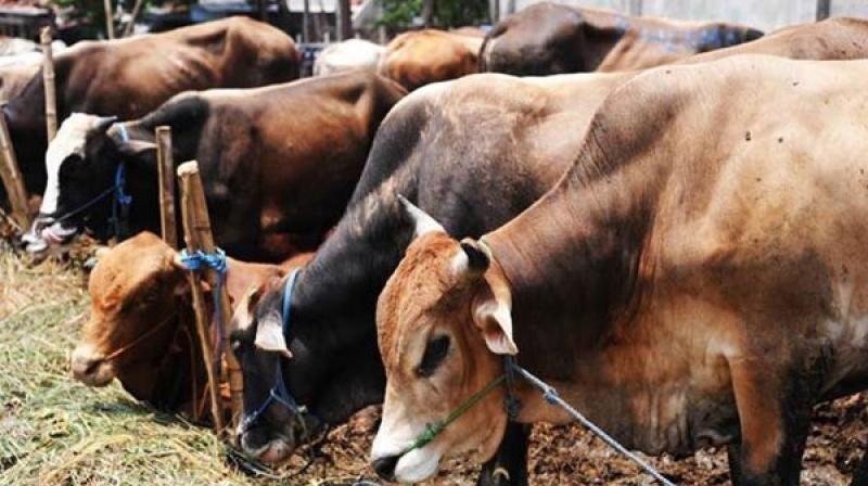 Bill to regulate slaughter, transportation of cattle tabled in Assam Assembly