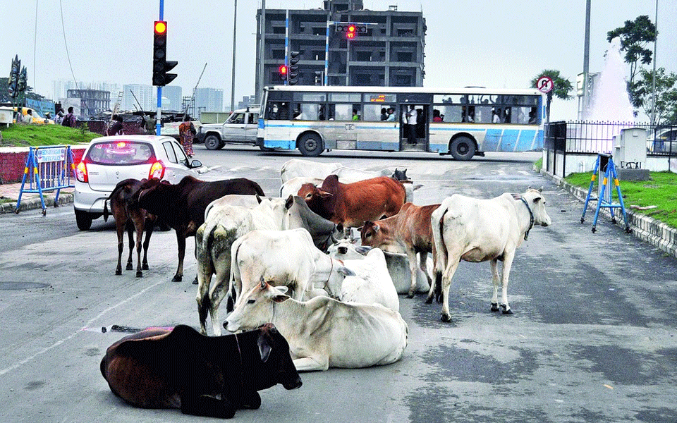 Barcode stray cows, shelter them in unused govt buildings: UP govt to officials