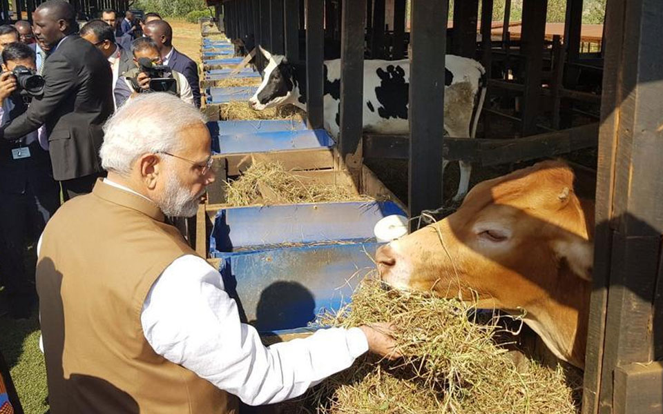 India donates 200 cows for Rwandan economic development project