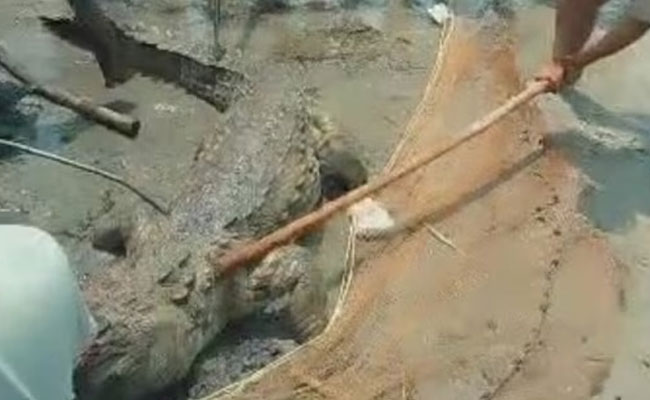 Patna: Crocodile kills 14-year-old boy who entered river to get Gangajal for his new motorcycle