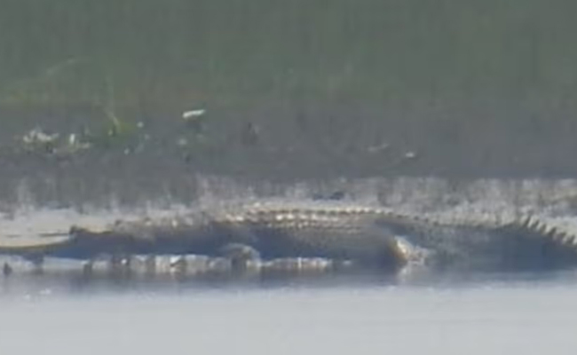 Critically endangered gharial spotted in Assam's Kaziranga after years