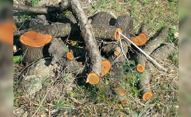 Amid protests, tree felling begins to expand mine in Chhattisgarh's biodiversity-rich Hasdeo Arand