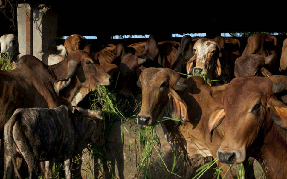 36 cows found dead in Delhi