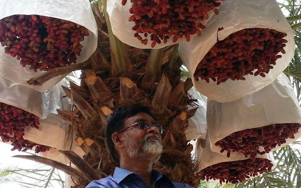 Meet Saudi return farmer cultivating Gulf like dates in India