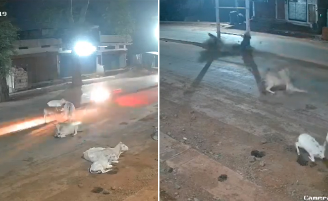 MP: Speeding biker and stray cow die in collision in Sagar