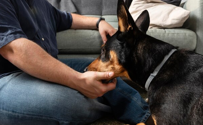 Delhi: Human rabies to be declared notifiable disease