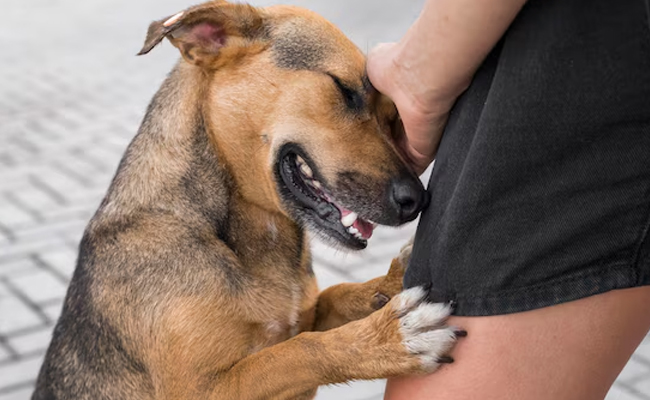 9-year-old girl injured in dog attack in UP's Ballia