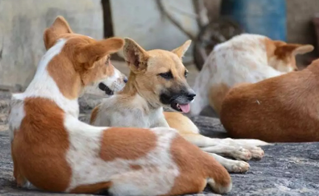 100 stray dogs ''poisoned'' to death near Hyderabad, case booked