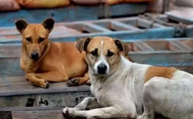 AAP sticks to 'teachers for stray dogs' claim, waves Delhi govt's order
