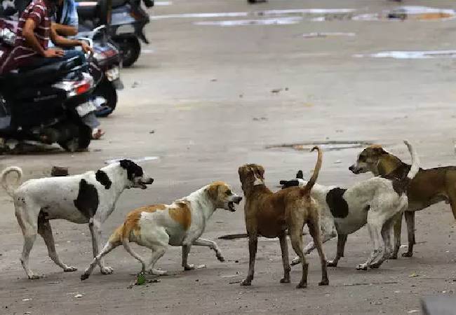 Six injured as two families clash in Bhiwandi over dog defecating inside house
