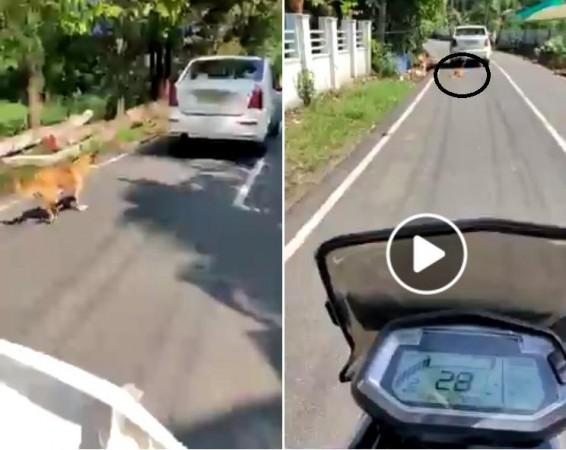 Pet dog tied to car, dragged down road; Man arrested in Kerala