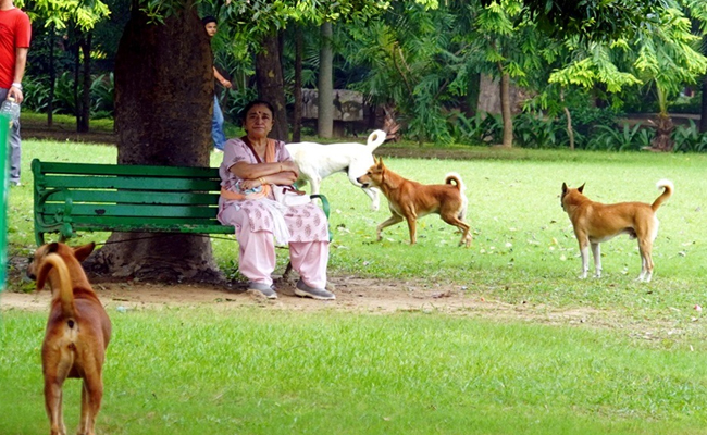 No role given to school teachers in matters related to stray dogs: Delhi education minister