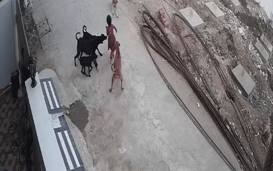 Minor girl injured in attack by stray dogs in Bhopal, incident caught on camera 