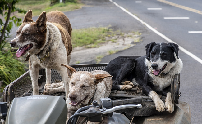 BSP leader arrested for poisoning, killing 16 stray dogs in Tamil Nadu