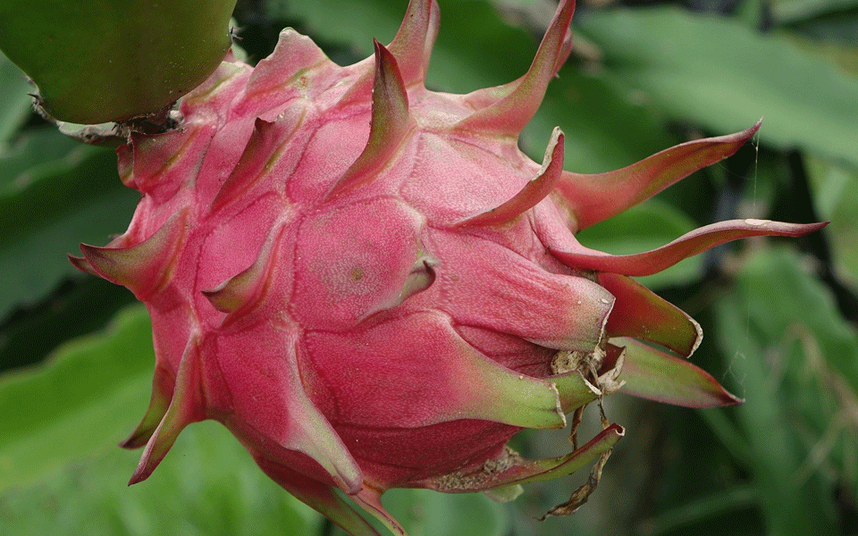 Gujarat govt decides to rename dragon fruit as 'Kamalam': CM Vijay Rupani