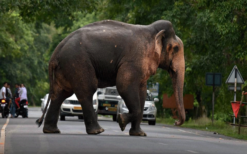 Elephants trample man, daughter to death in Jharkhand