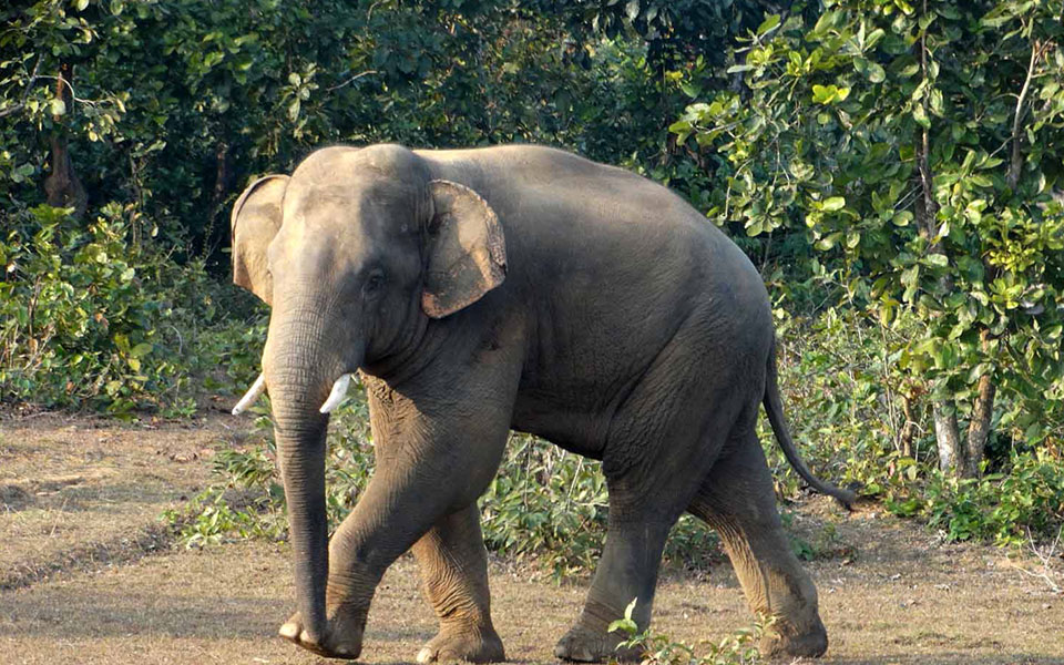 1 trampled to death by elephants in Jharkhand