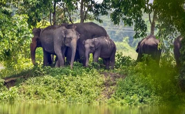 2 killed in elephant attacks in West Bengal's Jhargram