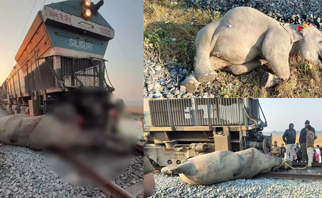 Centre seeks report on death of elephants on railway tracks in Assam's Hojai: Bhupender Yadav