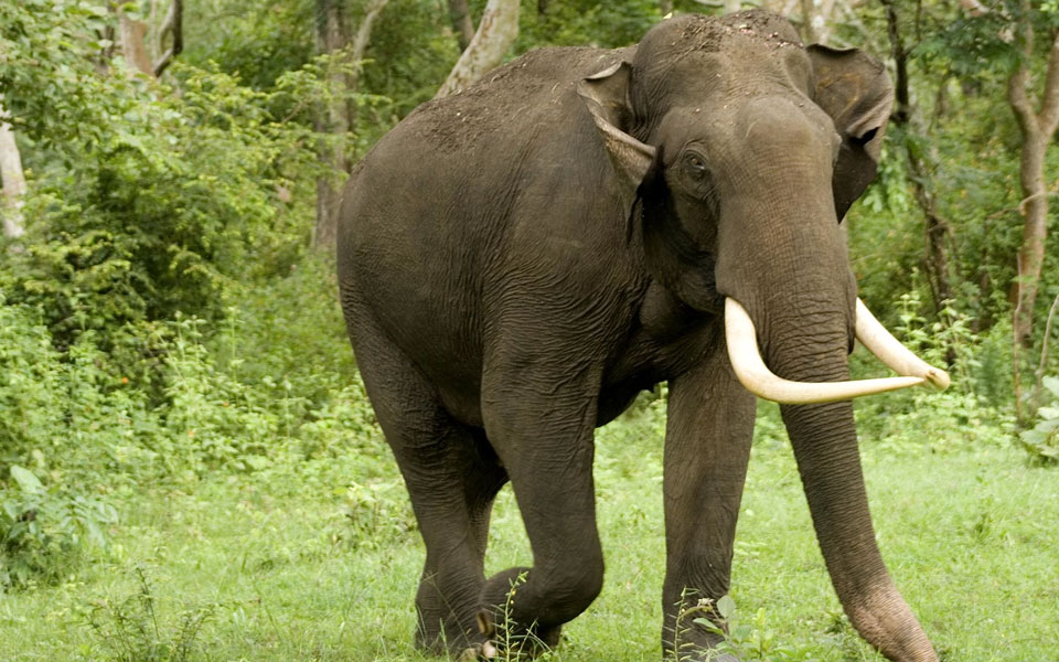 Five killed in elephant attack in Odisha